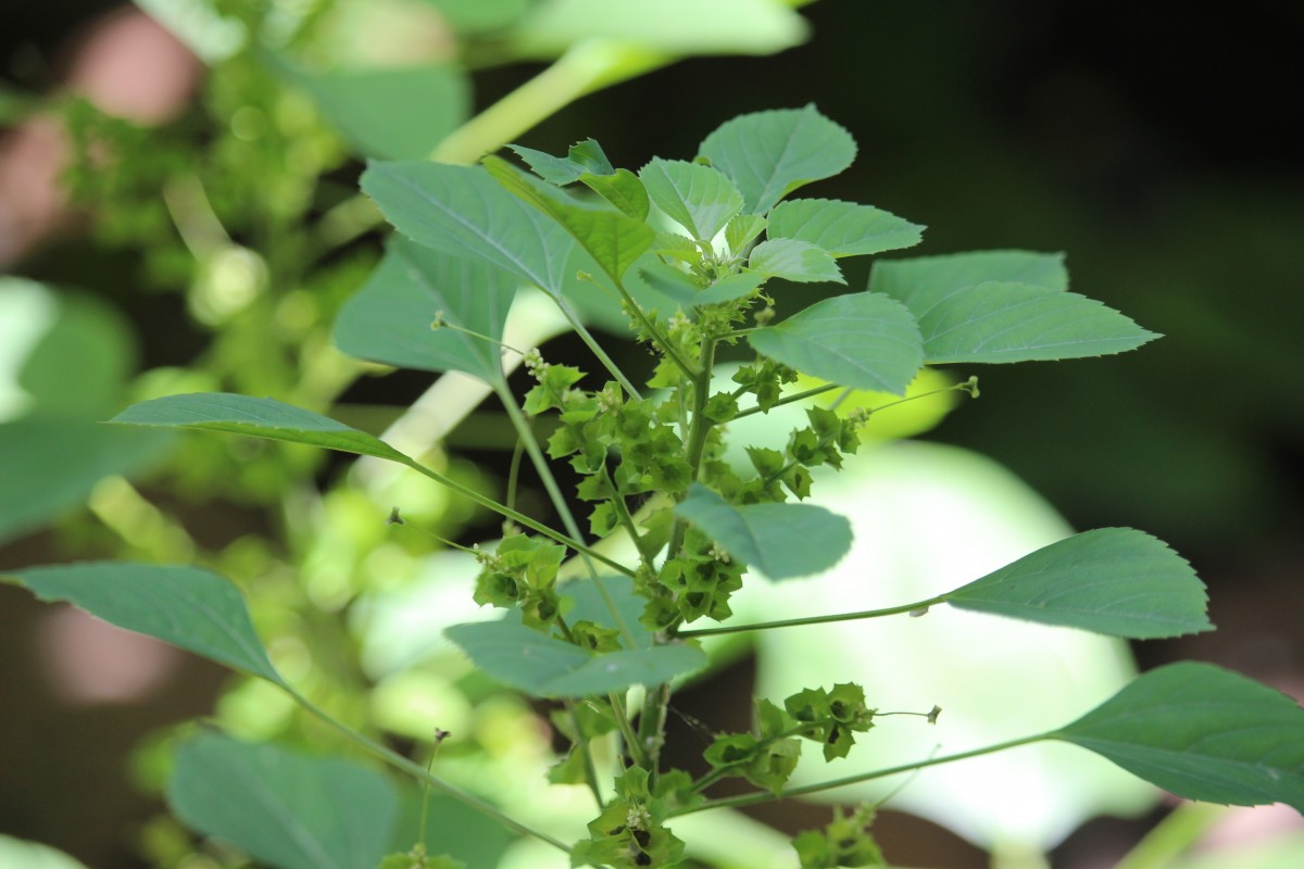 Acalypha indica L.